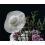 10  sinamay hat xx30 1 wholesale craft items warehouse closeouts 9