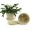 675  biodegradable pot tray cream pe03 1cr wholesale basket containers