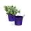 5  tin pot translucent purple by03 1tprp wholesale metal containers
