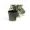 75  tin pot cover brushed brass 6  by441 1brs wholesale